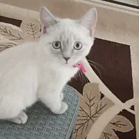 گربه میکس بریتیش سیامی.