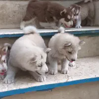 توله هاسکی چشم رنگی