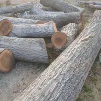 نیروی کار نجاری