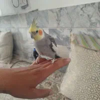 عروس هلندی دستی سخن گو