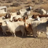 ۱۸ راس بز و گیسه آبستن کورکی راینی|حیوانات مزرعه|کرمان, |دیوار