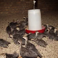 جوجه بوقلمون۴۰ روزه|حیوانات مزرعه|همدان, |دیوار