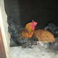 مرغ و خروس محلی