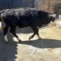 گوساله نر|حیوانات مزرعه|نوشین شهر, |دیوار