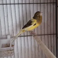 قناری نر ابلغ قدار|پرنده|اردبیل, |دیوار