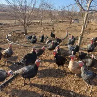 بوقلمون|حیوانات مزرعه|الشتر, |دیوار