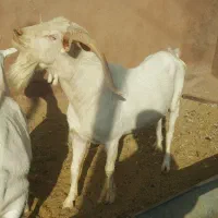 نربزهاسانن فرانسوی اصیل ازنژادها چهارقلوزاسه قلوزا|حیوانات مزرعه|مشهد, ملک‌آباد|دیوار