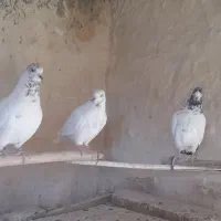 کبوتر پرشی آس|پرنده|محمدشهر, محمدشهر|دیوار