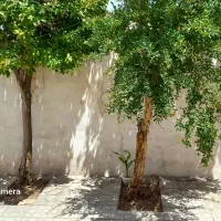 خانه ویلایی|اجارهٔ خانه و ویلا|شیراز, ده پیاله|دیوار