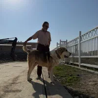 سگ الابای نر