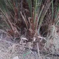 فروش پاجوش نخل ۸ کیلو ب بالا رسیده درجه ۱|خدمات باغبانی و درختکاری|قیروکارزین, |دیوار