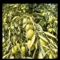 زیتون روغنی