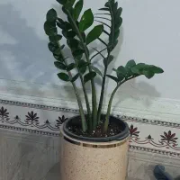 گل اپارتمانی