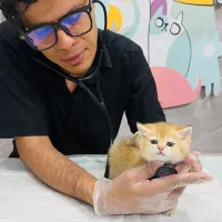 گربه باهوش