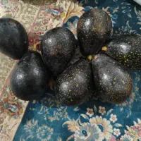 آواکادو فروشی