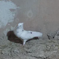 کبوتر|پرنده|گهواره, |دیوار