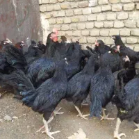 مرغ وخروس سیاه قربانی خونی خروس محلی مرغ سفیدتخمی