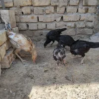 جوجه شروه ای