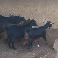 ۶راس بز ابستن جوان ودرجه یک