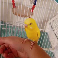 مرغ عشق دستی