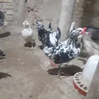 تخم نطفه دار گلین اصل