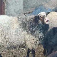 قوچ رومانوف فرانسوی خالص