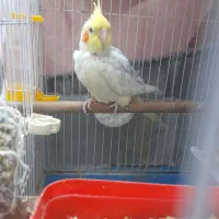 عروس هلندی آلبینو نر|پرنده|تهران, گمرک|دیوار