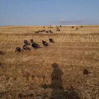 بوقلمون|حیوانات مزرعه|گرمی, |دیوار