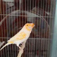 قناری نر ماده مست موزایکی پورتقالی  سفید زرد