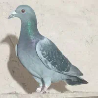 کبوتر|پرنده|اصفهان, کوی امیریه|دیوار