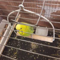 مرغ‌عشق‌ نر‌‌ بالغ