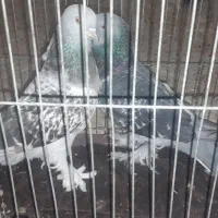 گوگ ترکی خوشکل خوشتیپ آغاجاری