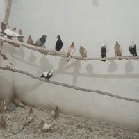 فروشی جفتی ۷۵۰۰۰۰۰|پرنده|عجب شیر, |دیوار