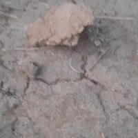 کود گوسفندی|خدمات باغبانی و درختکاری|جیرفت, |دیوار