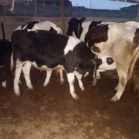 گوساله سیمینتال نر