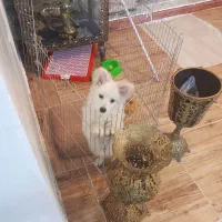 سگ پامر روباهی شناسنامه دار۶۵۰۰تومن با وسایل