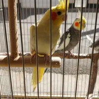 عروس هلندی سخنگو آرام