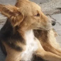 واگذاری سگ