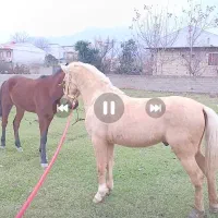 اسب سمند یال دم شسته