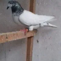 کبوترپرش سنگین