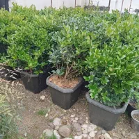 یاس هلندی 1 تا 2 متر