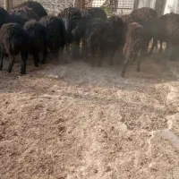 بره ماده قره قزل