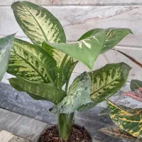 گل گیاه(گیاهان خاص و زیبا|گل و گیاه طبیعی|قم, نیروگاه|دیوار