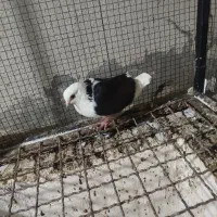 گمشده|حیوانات|بندرعباس, |دیوار