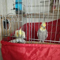 عروس هلندی|پرنده|سرپل ذهاب, |دیوار