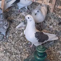 کبوتر ، مرغ