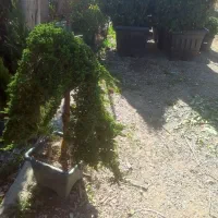 باغبانی سمپاشی تیلرزدن گلکاری کود دهی در تمام نقاط|خدمات باغبانی و درختکاری|مشهد, وکیل‌آباد|دیوار