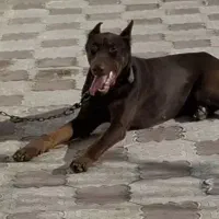 سگ دوبرمن بلوطی نر ماده مشکی