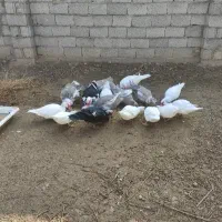 اردک اسرائیلی کمیاب طوسی16تایکجانروماده|حیوانات مزرعه|صوفیان, |دیوار