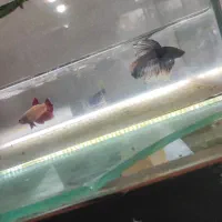 ماهی فایتر جفت|ماهی|مشهد, محمدآباد|دیوار